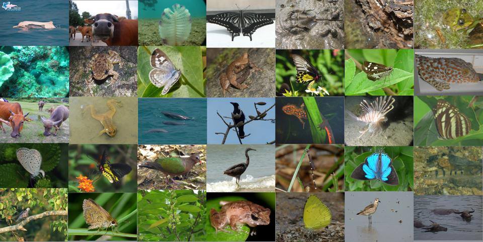 Сокращение видового разнообразия биосферы