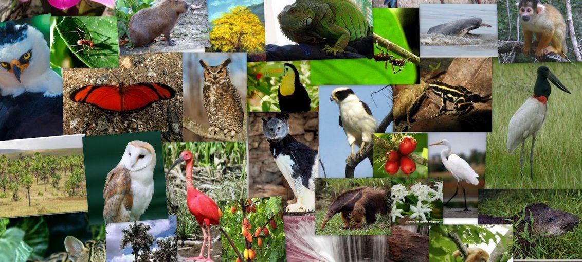 რა არის ბიოლოგია და ეკოსისტემა?