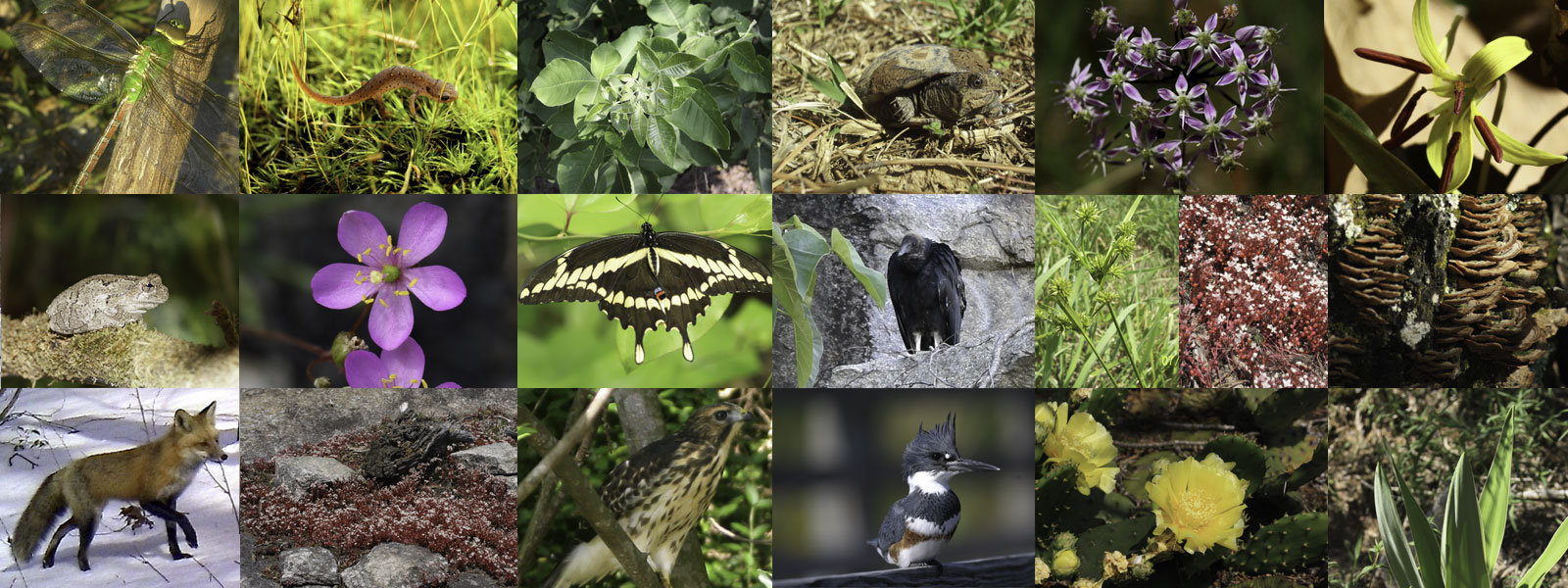 Биосфера птицы. Разнообразие Флоры и фауны. Растения и животные. Биологического разнообразия Флоры и фауны..